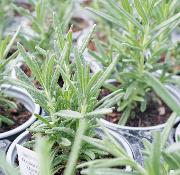 Rosemary 'Upright Blue'